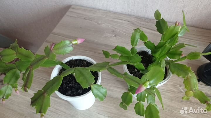 Декабрист шлюмбергера