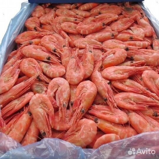 Креветка Северная