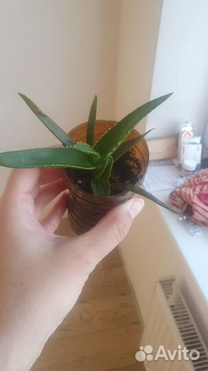 Комнатные цветы