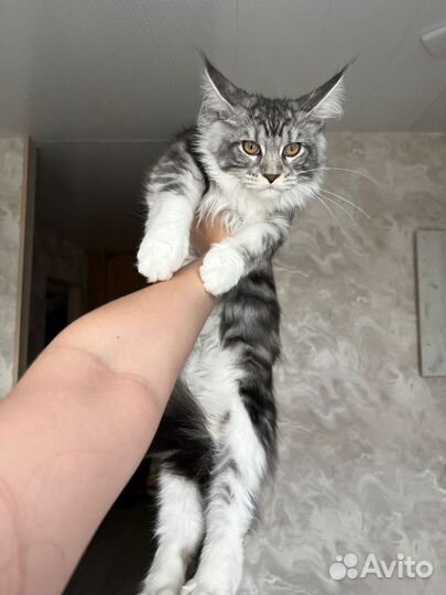 Мейн-кун