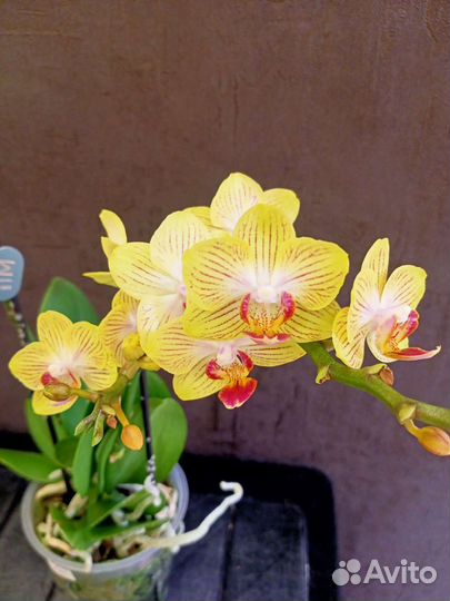 Цветущая орхидея Голд Бэби