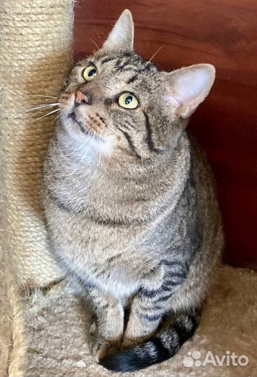 Кот Василий ищет семью