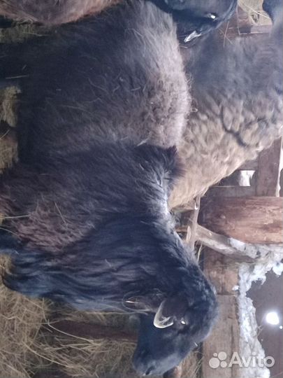 Племенные бараны