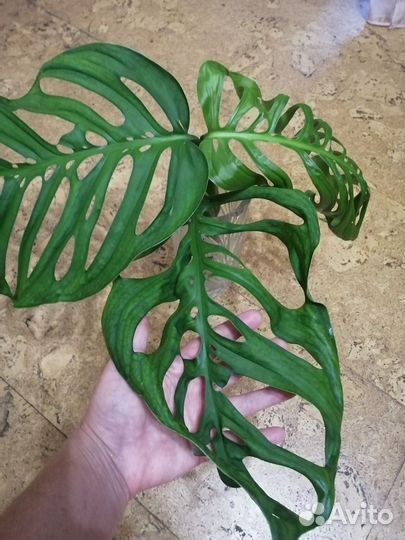 Монстера эскилето