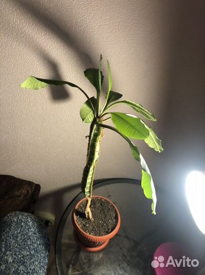 Цветок в горшке молочай