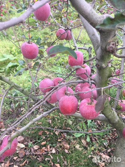 Продам свое