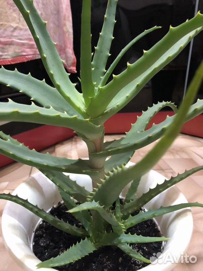 Алоэ столетник