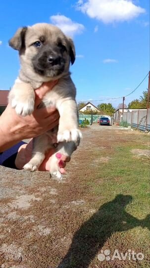 Двортерьер в добрые руки