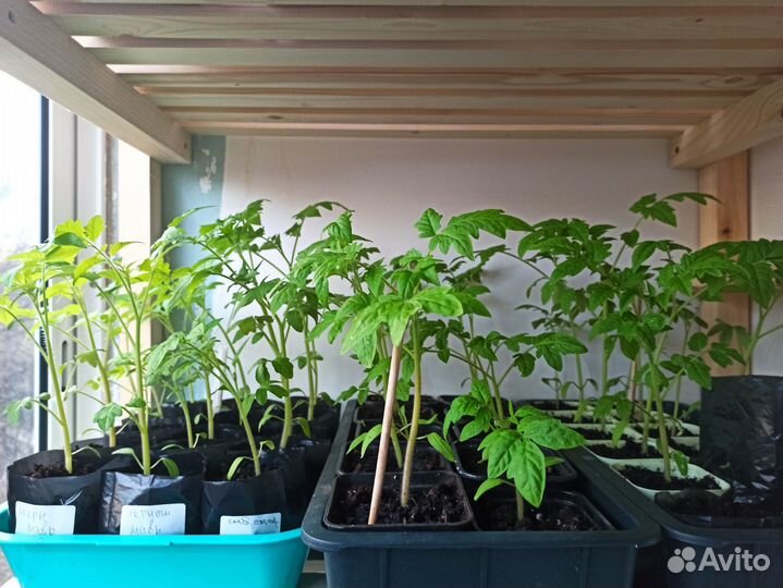 Продаю рассаду перцев и томатов