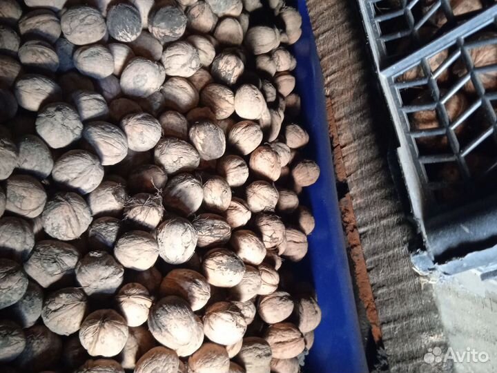 Грецкий орех в скорлупе. Орех тонкокорый