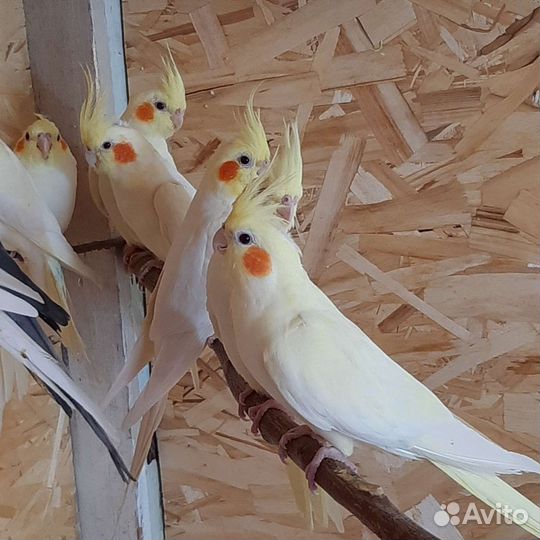 Попугай корелла, молодые птенцы