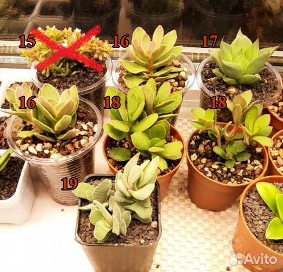 Крассулы, суккуленты