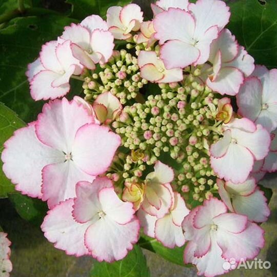 Гортензия шарм