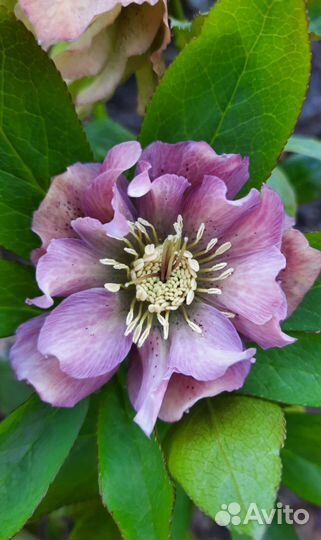 Морозник махровый