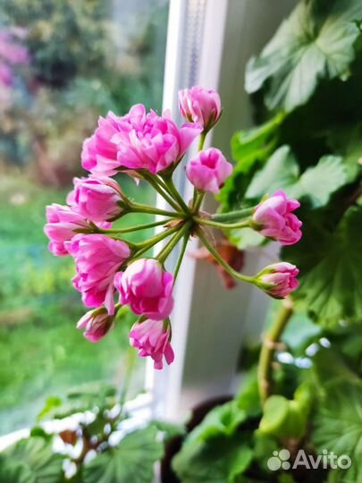 Пеларгония герань