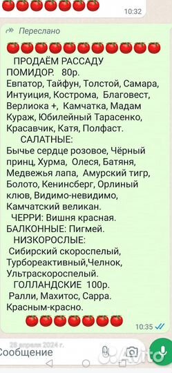 Рассада помидор
