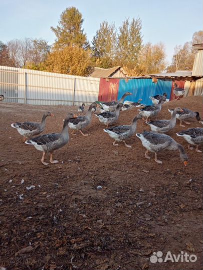 Гуси крупные серые