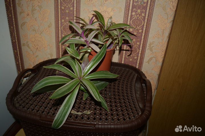 Рео трехцветный