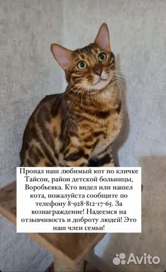 Бенгальская