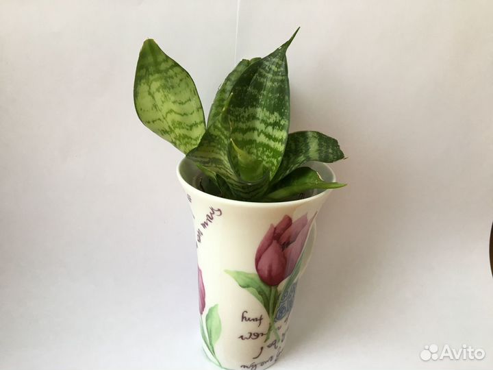 Суккуленты