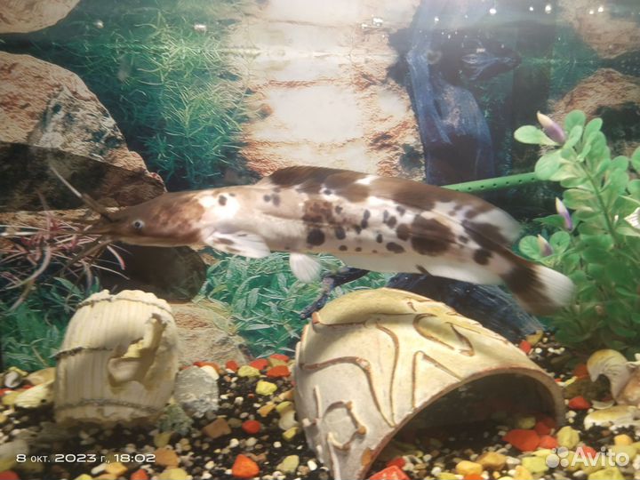 Рыба сом клариус