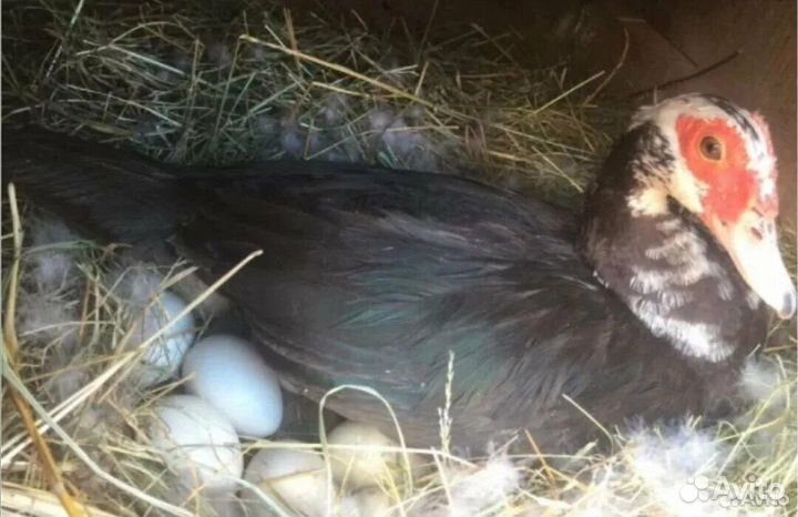 Инкубационное яйцо индоутиное-Гусиное