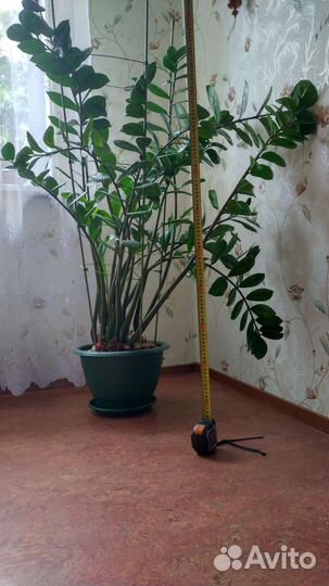 Замиокулькас