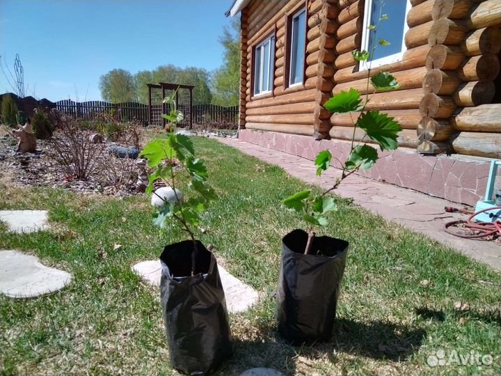 Саженцы винограда для нашего климата
