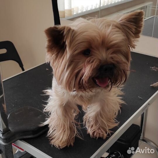 Груминг грумер стрижка собак