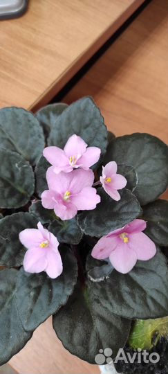 Фиалки (разные)