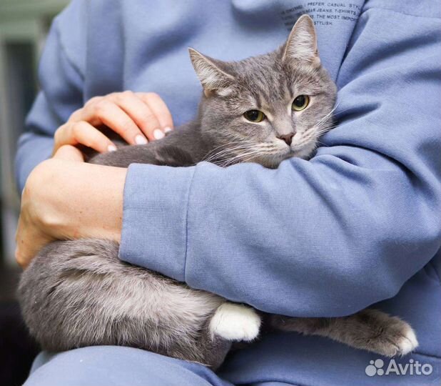 Кошки бесплатно