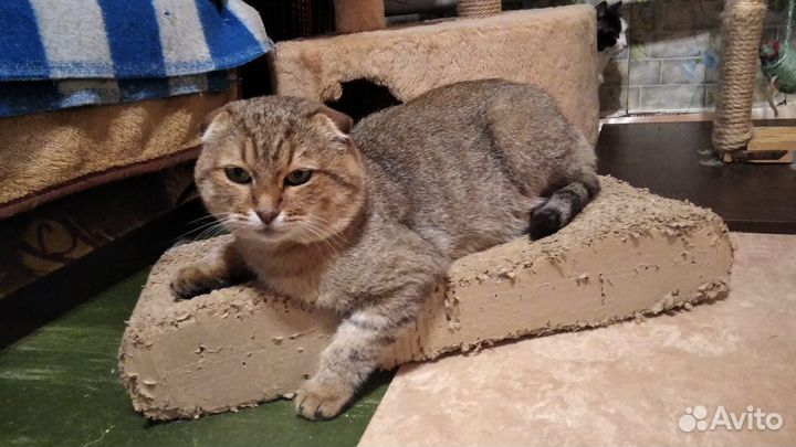 Вислоухий котик в добрые руки