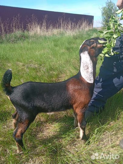 Англо нубийские козы