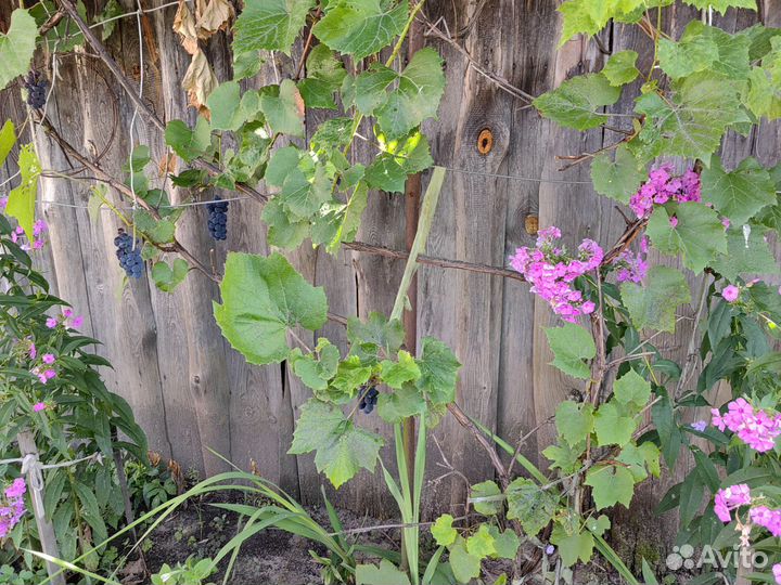 Виноград Изабелла куст