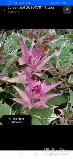 Ипомея батат