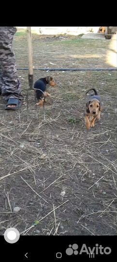 Щенки русской гончей