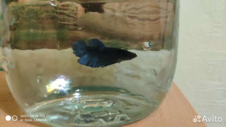 Рыбка петушок (самка)