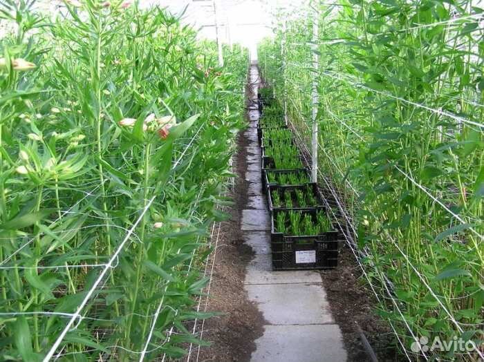 Луковицы лилии оптом