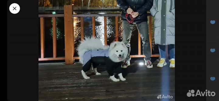 Комбинезон для собаки