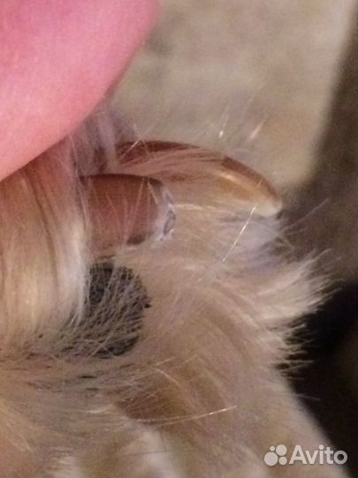 Стрижка когтей, экспресс-линька