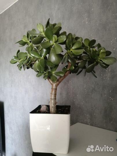 Красула толстянка