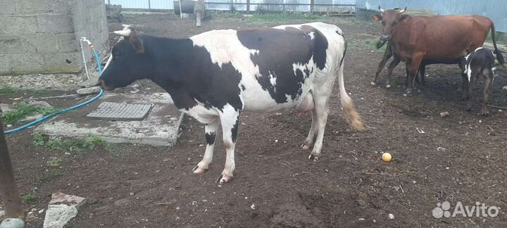 Корова стельная