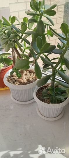 Комнатные цветы