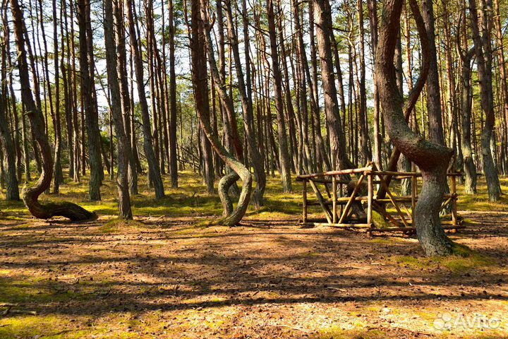 Индивидуальная экскурсия Куршская коса+Зеленоградс