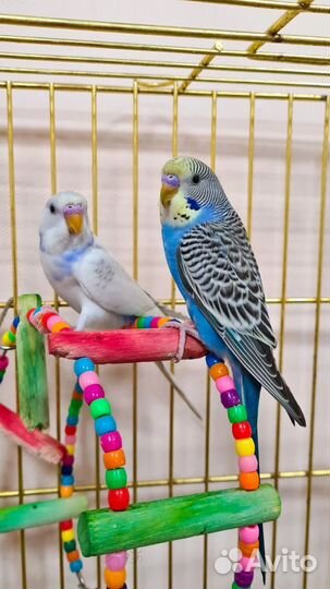 Волнистые попугаи +2 клетки