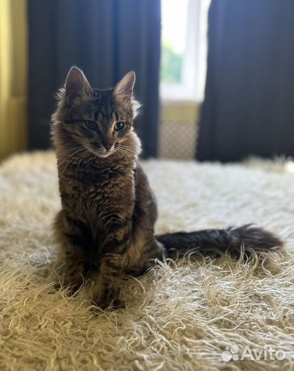 Котенок взрослый