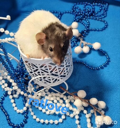 Крысята девочки дамбо от ratlove