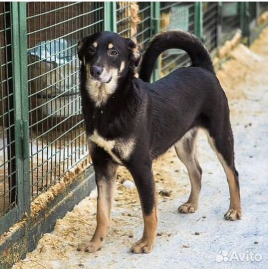 Собака в добрые руки