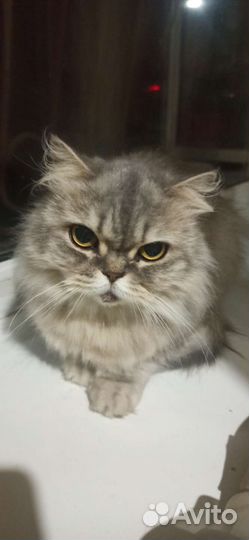 Британская кошка в дар