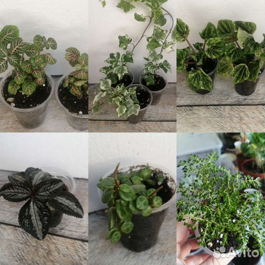 Продам цветы комнатные